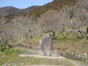 三岳梅林公園 やすもりスタッフブログ